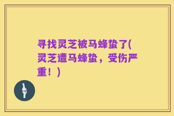 寻找灵芝被马蜂蛰了(灵芝遭马蜂蛰,受伤严重!)