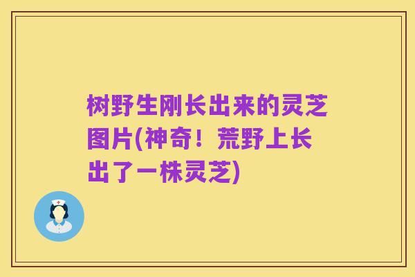 树野生刚长出来的灵芝图片(神奇!荒野上长出了一株灵芝)