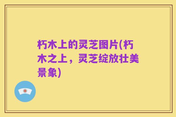 朽木上的灵芝图片(朽木之上,灵芝绽放壮美景象)