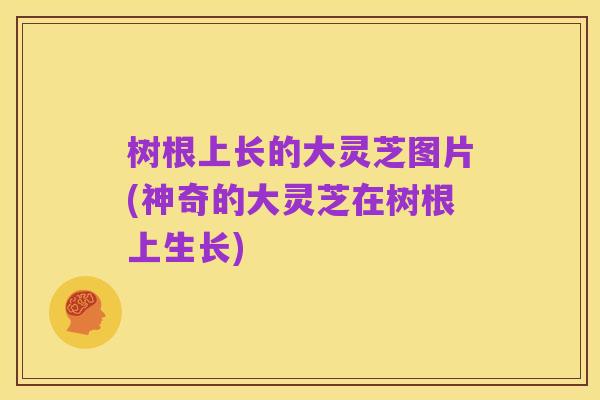 树根上长的大灵芝图片(神奇的大灵芝在树根上生长)