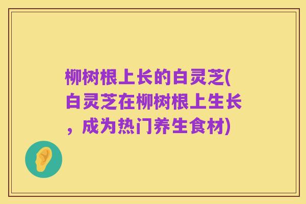 柳树根上长的白灵芝(白灵芝在柳树根上生长,成为热门养生食材)