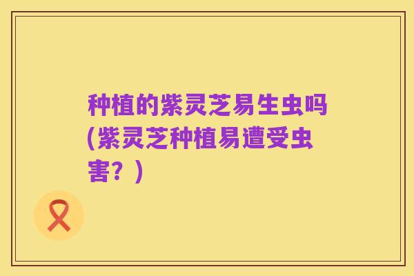 种植的紫灵芝易生虫吗(紫灵芝种植易遭受虫害?)