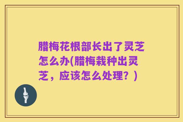 腊梅花根部长出了灵芝怎么办(腊梅栽种出灵芝,应该怎么处理?)