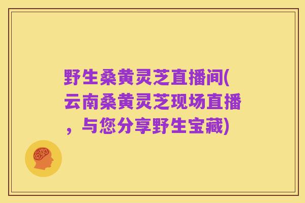 野生桑黄灵芝直播间(云南桑黄灵芝现场直播,与您分享野生宝藏)