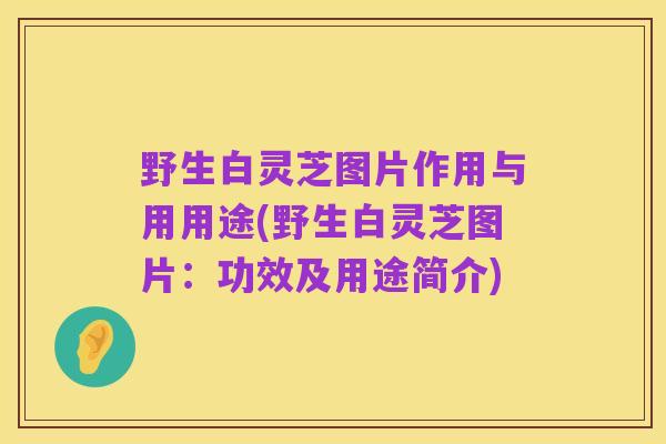 野生白灵芝图片作用与用用途(野生白灵芝图片：功效及用途简介)