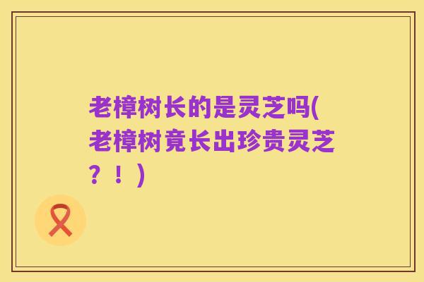 老樟树长的是灵芝吗(老樟树竟长出珍贵灵芝?!)