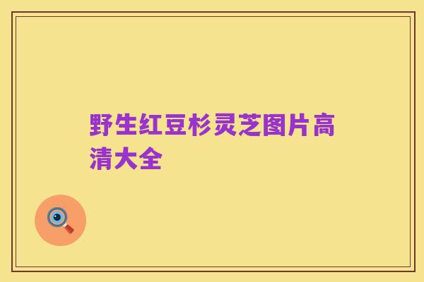 野生红豆杉灵芝图片高清大全