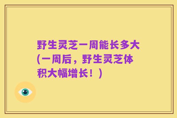 野生灵芝一周能长多大(一周后，野生灵芝体积大幅增长！)