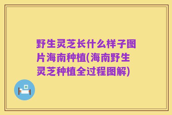 野生灵芝长什么样子图片海南种植(海南野生灵芝种植全过程图解)