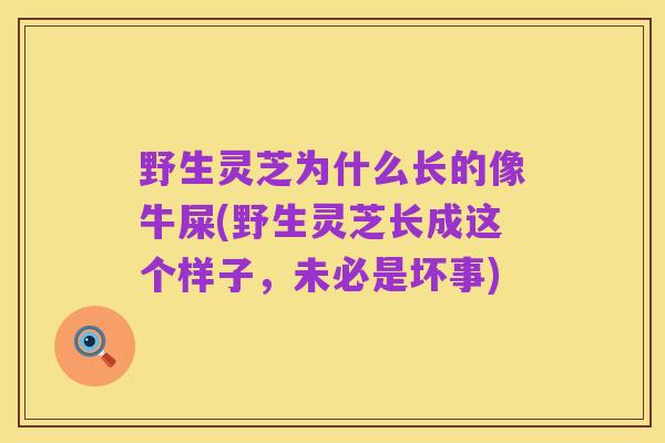 野生灵芝为什么长的像牛屎(野生灵芝长成这个样子，未必是坏事)