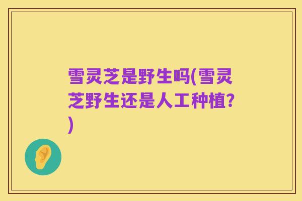 雪灵芝是野生吗(雪灵芝野生还是人工种植?)