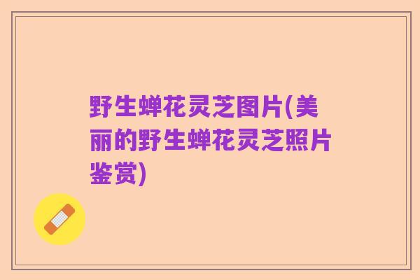 野生蝉花灵芝图片(美丽的野生蝉花灵芝照片鉴赏)