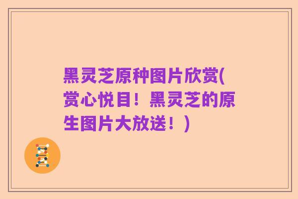 黑灵芝原种图片欣赏(赏心悦目！黑灵芝的原生图片大放送！)