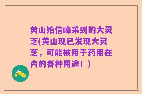 黄山始信峰采到的大灵芝(黄山现已发现大灵芝，可能被用于药用在内的各种用途！)