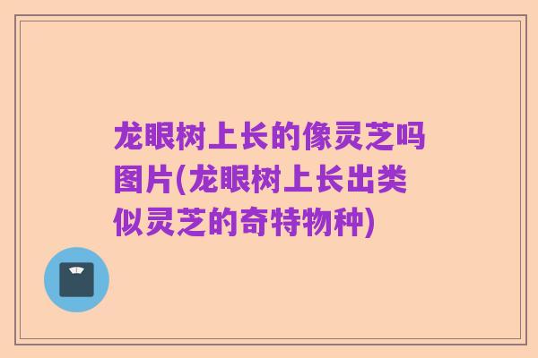 龙眼树上长的像灵芝吗图片(龙眼树上长出类似灵芝的奇特物种)