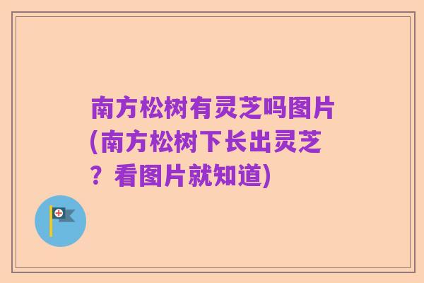 南方松树有灵芝吗图片(南方松树下长出灵芝?看图片就知道)