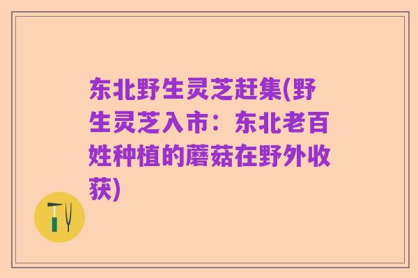 东北野生灵芝赶集(野生灵芝入市:东北老百姓种植的蘑菇在野外收获)