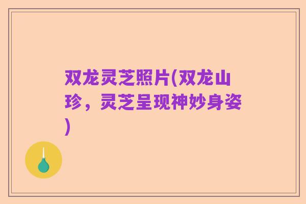 双龙灵芝照片(双龙山珍,灵芝呈现神妙身姿)